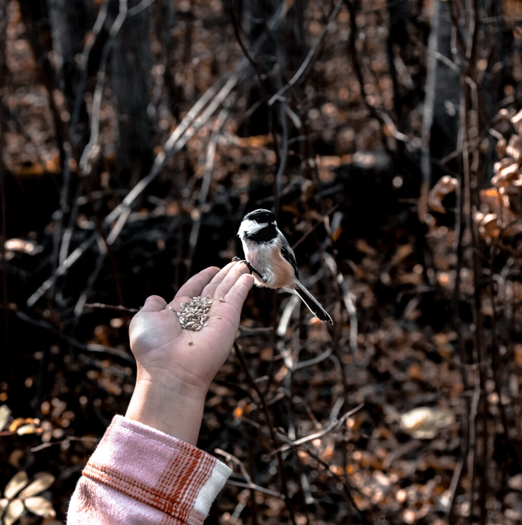 A hand holding birdseed while a chickadee perches gently, set against a forest of brown branches and fallen leaves. A quiet autumn connection with nature.