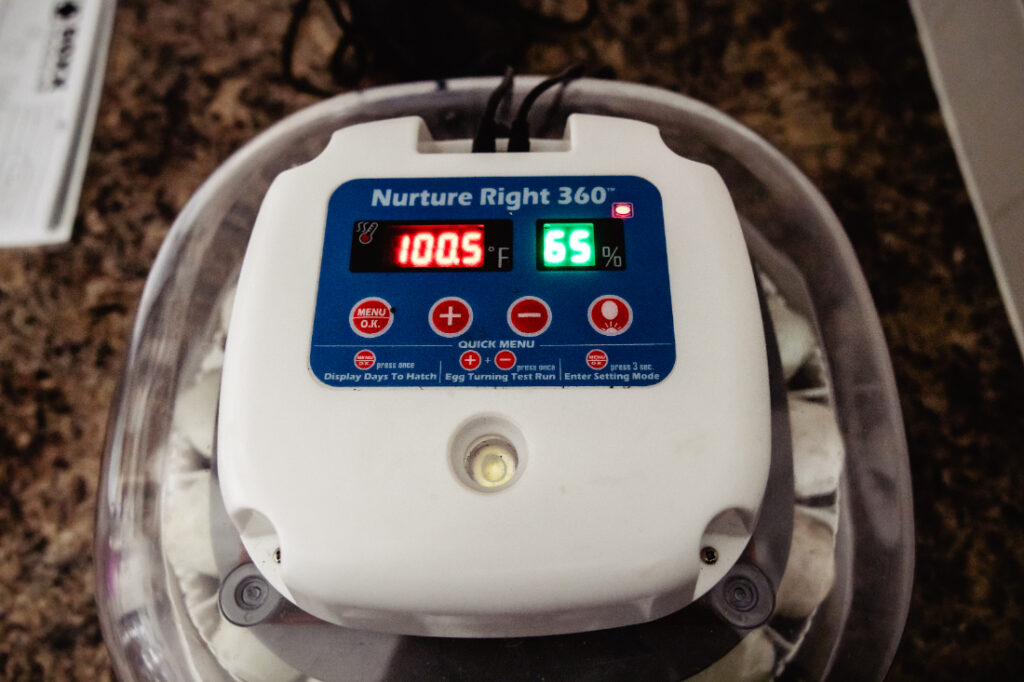 Nurture Right 360 incubator maintaining ideal conditions while incubating duck eggs at home