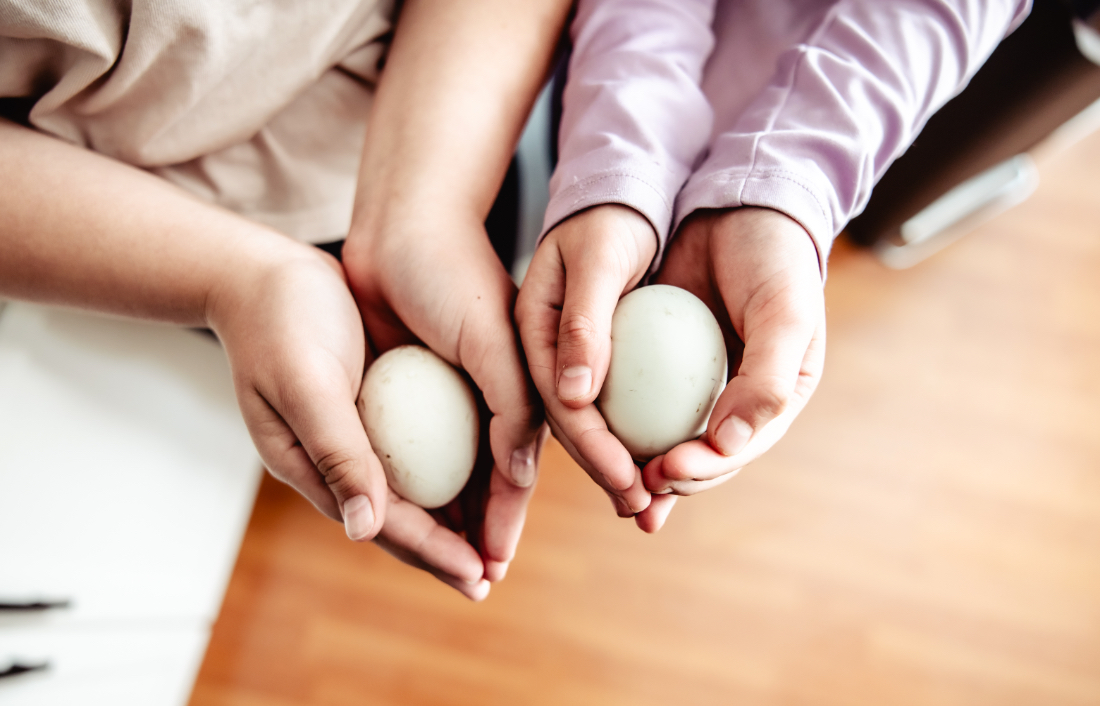 Small hands holding duck eggs while incubating duck eggs together as a family