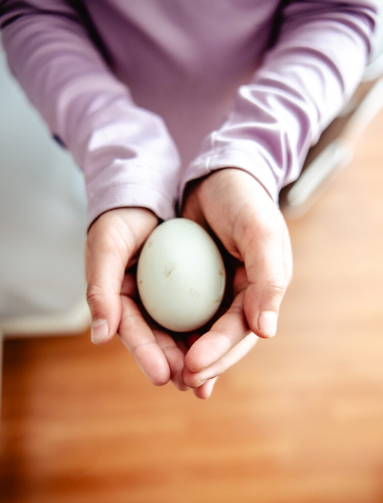 Child proudly displaying a duck egg before returning it to the incubator