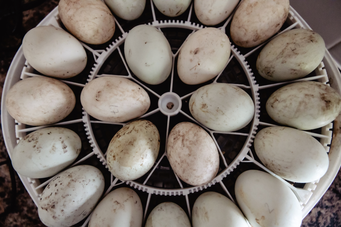 Labeled duck eggs organized for incubating duck eggs and candling progress checks