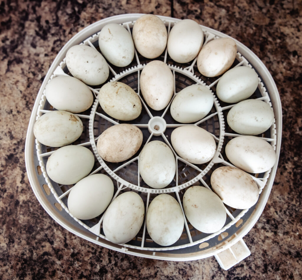 Top view of duck eggs arranged inside an incubator during a family hatching project