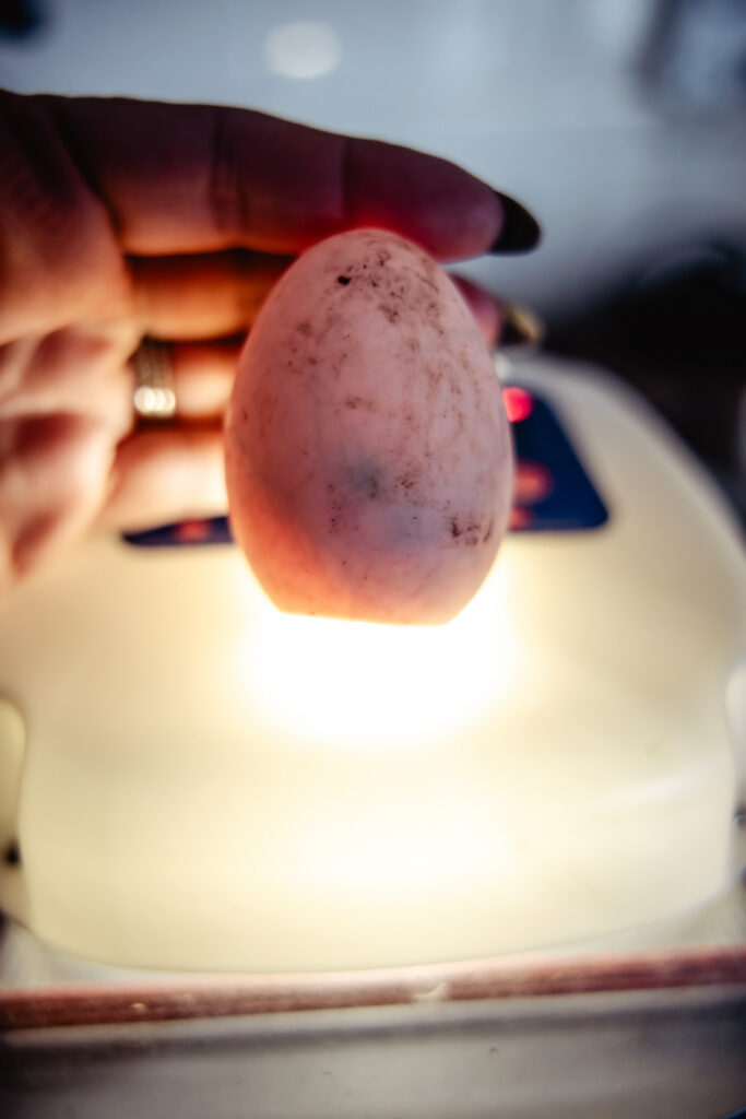 Close-up of a duck egg illuminated by the incubator candling light