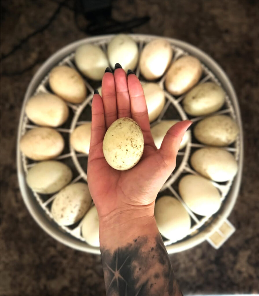 Hand holding a duck egg above the incubator during our family adventure incubating duck eggs