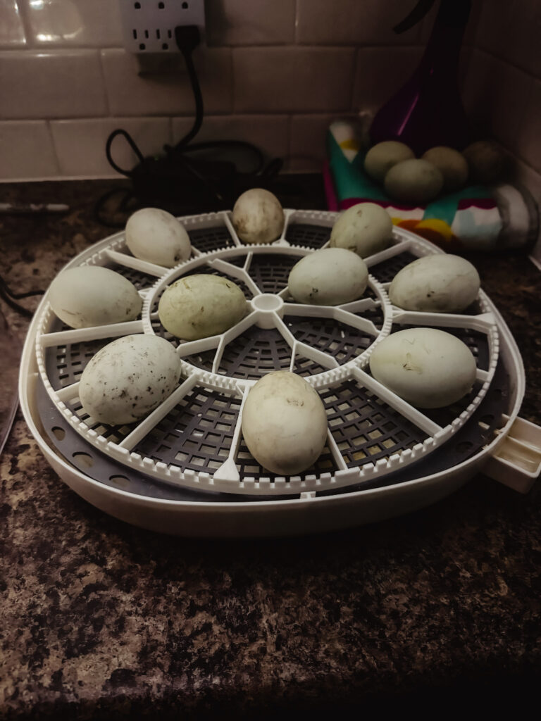 The ten healthy duck eggs resting in the incubator after lockdown.