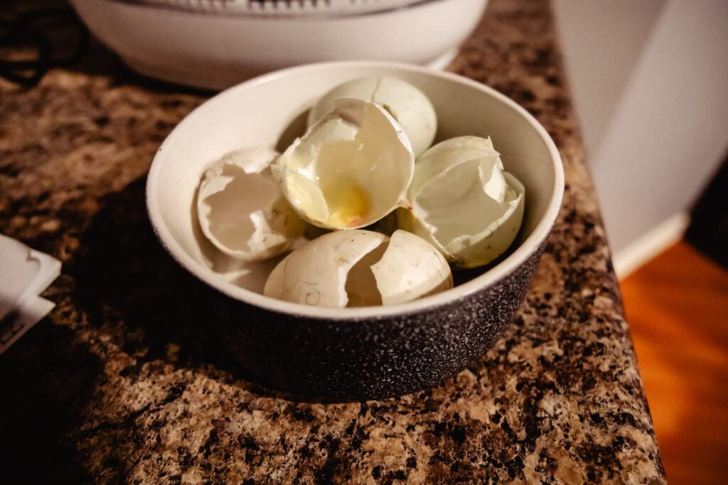 Empty duck eggshells collected in a bowl after examining the eggs that were no longer developing during our family incubation project.